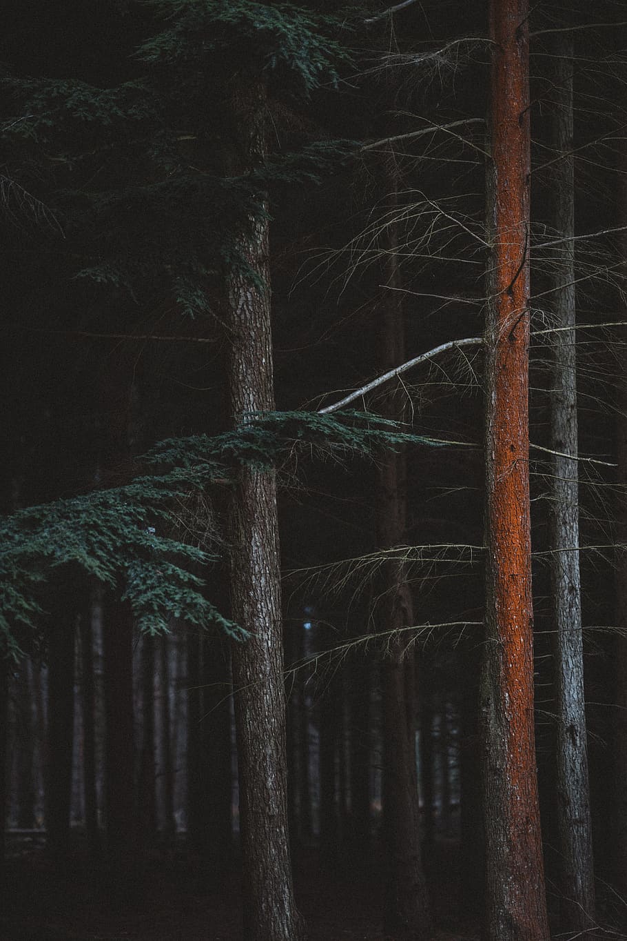 910x1364 HD wallpaper: tree, leaf, pine, forest, woodland, nature, tree trunk, texture