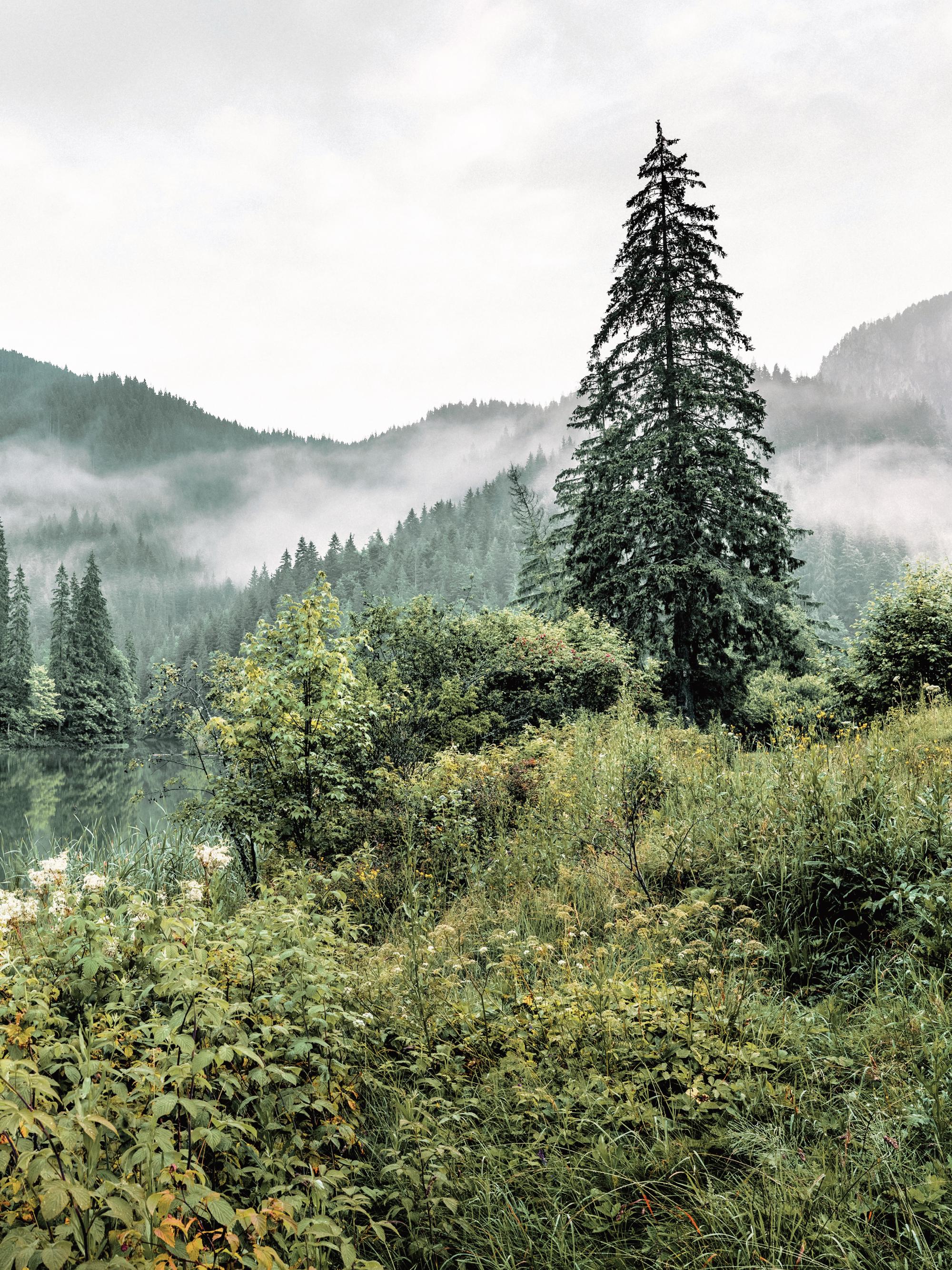 2000x2667 Forest Landscape No2 Poster 12 x 16 in