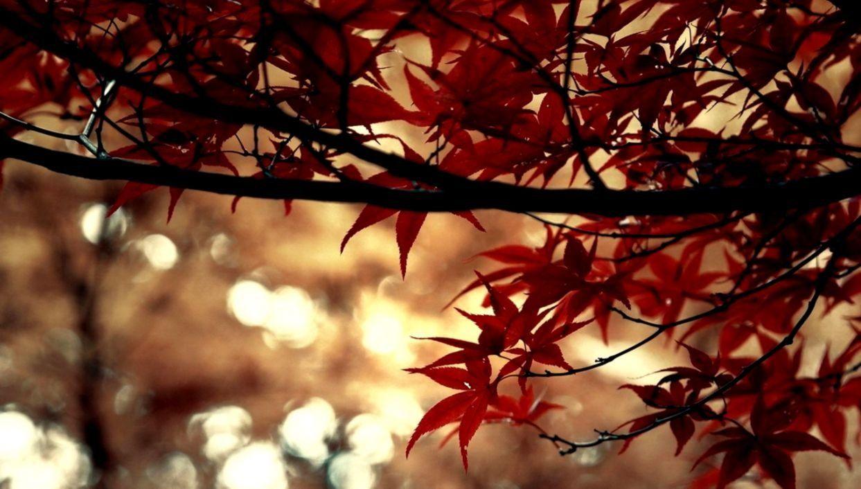 1243x706 Beautiful Wallpaper For Computer Desktop