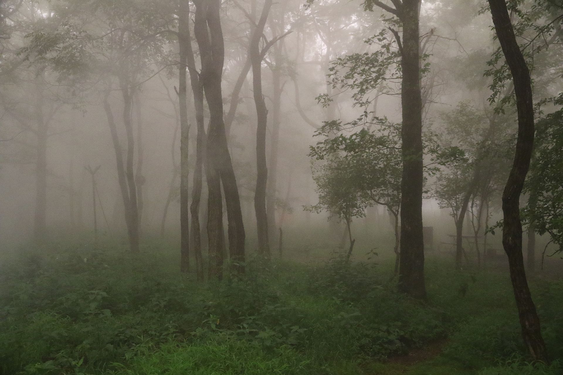 1920x1280 Shenandoah National Park: A Wet Evening
