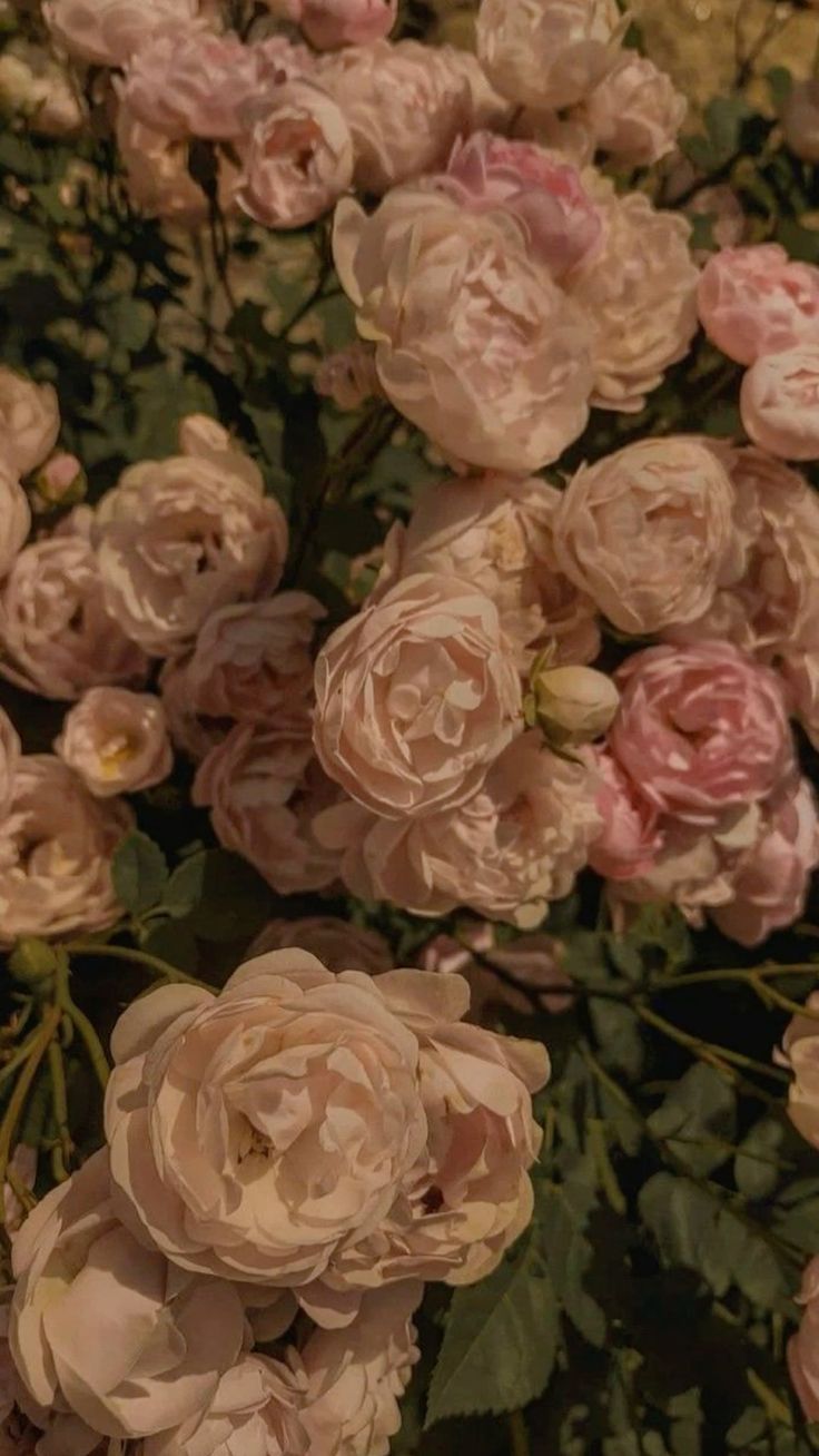 736x1308 Vintage Pink Flowers Aesthetic Wallpaper. Antique rose aesthetic, Home decor with flowers, Romantic floral arrangement