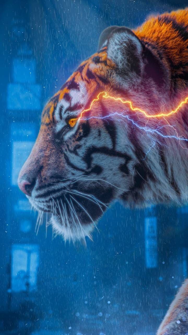 720x1280 Tiger wallpaper wallpaper