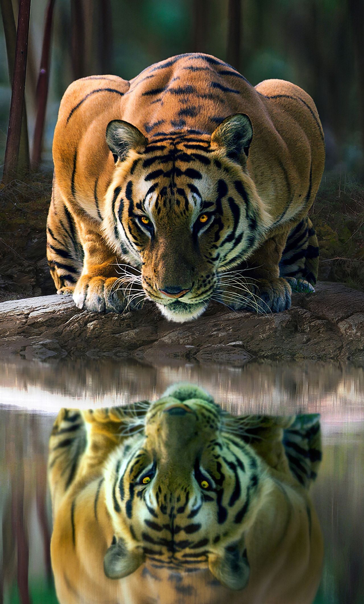 1280x2120 Tiger Glowing Eyes Drinking Water 4k iPhone , HD 4k Wallpaper , Image, Background, Photos and Picture