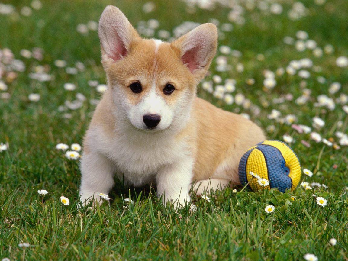 1152x864 Cute Corgi Wallpaper