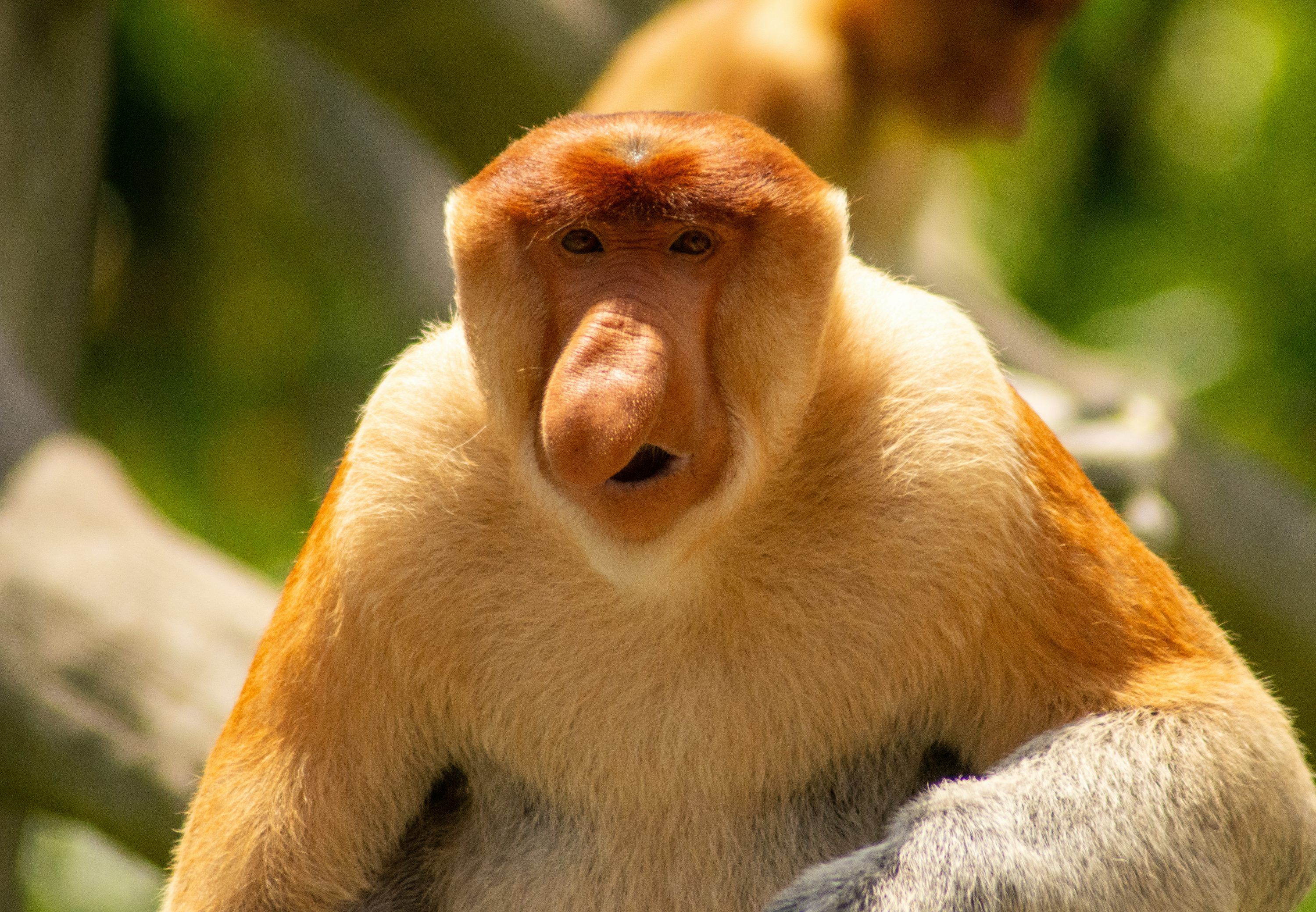 3000x2080 Proboscis Monkey Picture. Download Free Image