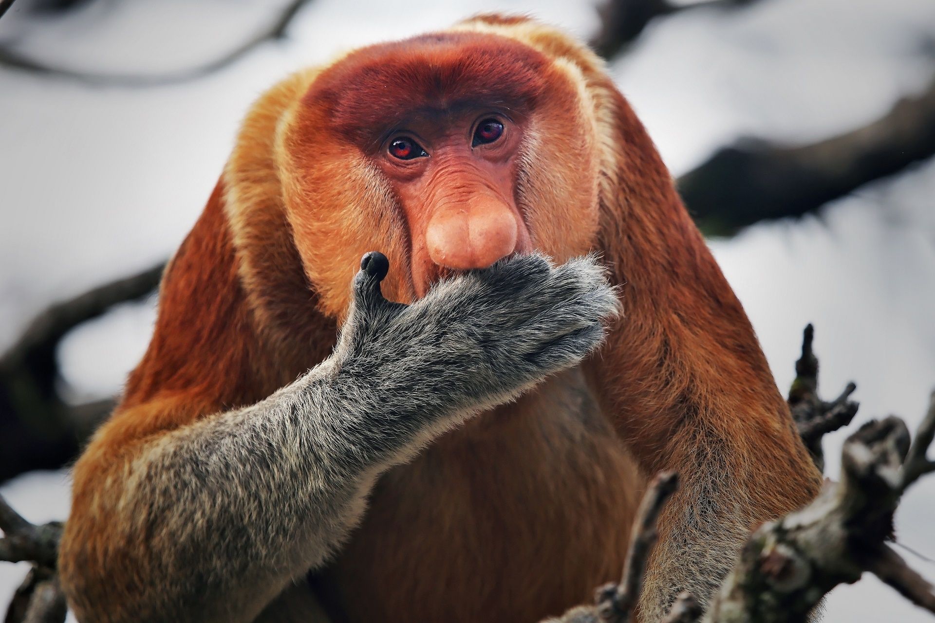 1920x1280 Download Animal Proboscis Monkey HD Wallpaperx1280