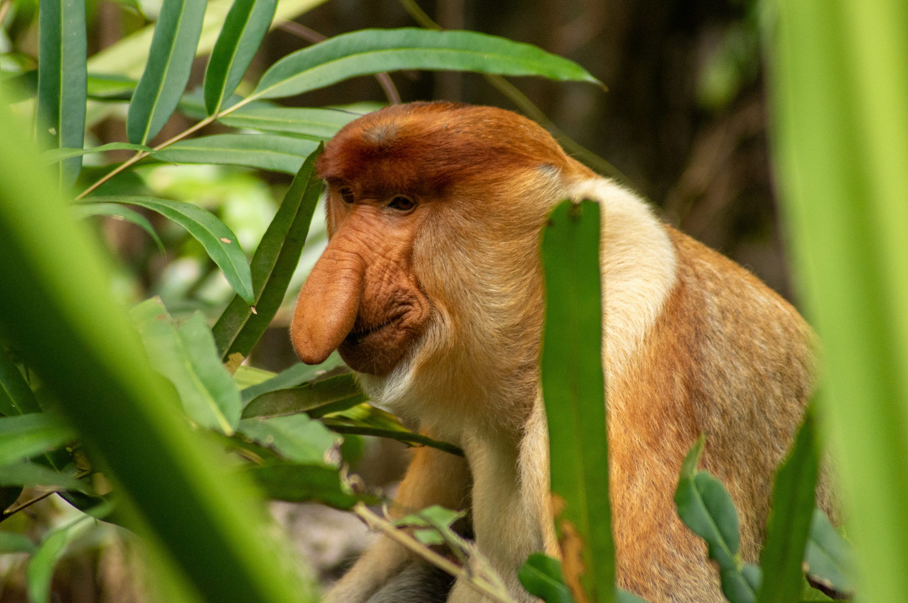 3000x1992 Proboscis Monkey Picture. Download Free Image