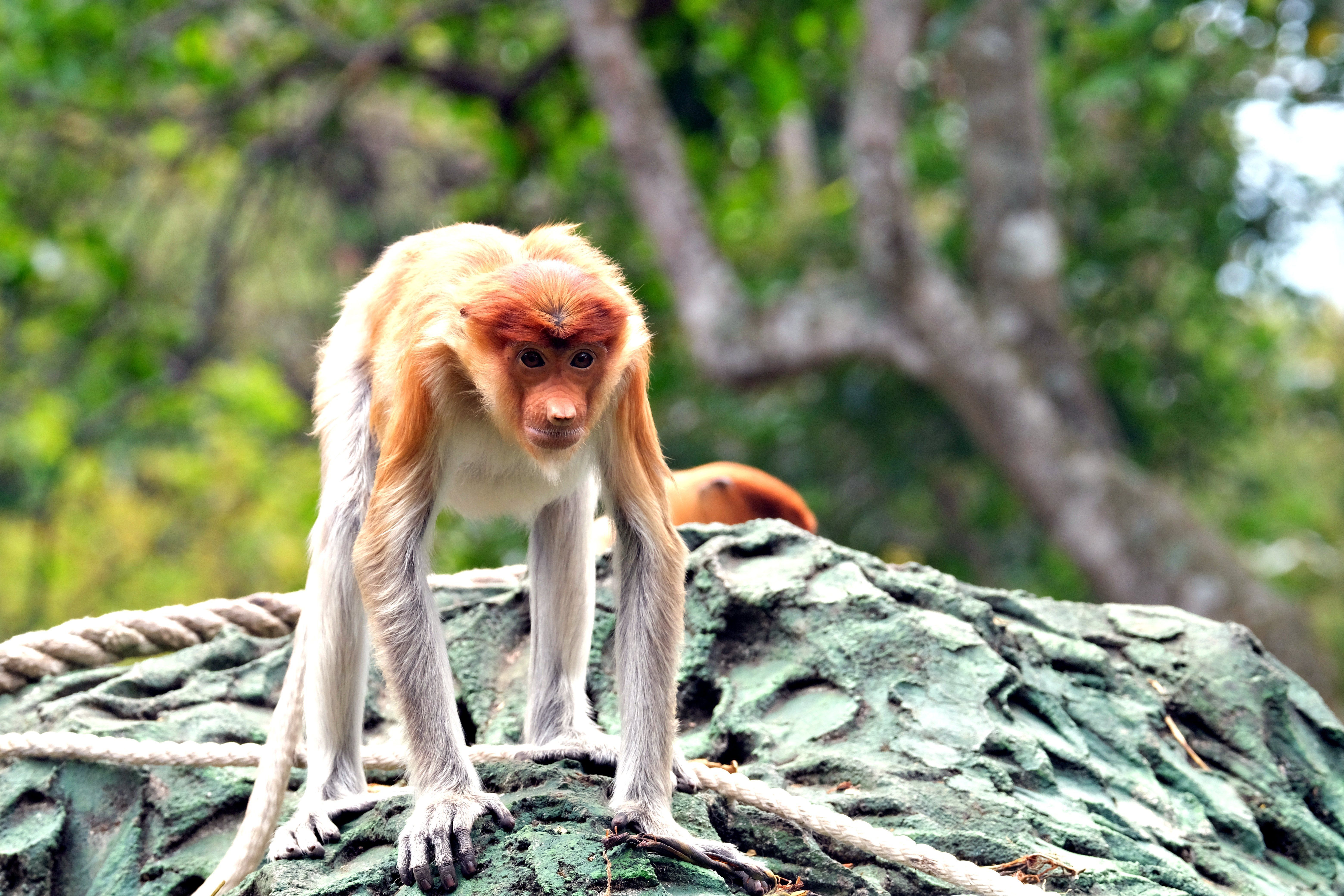 6240x4160 Proboscis Monkey Photo, Download The BEST Free Proboscis Monkey & HD Image