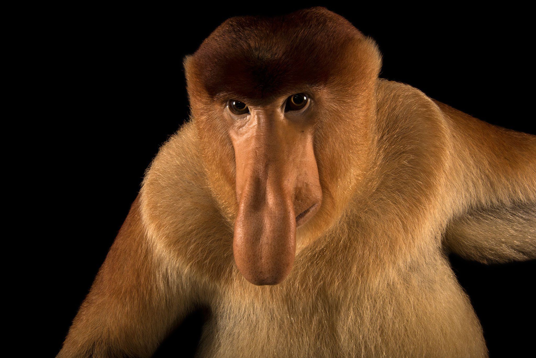 2048x1367 Proboscis Monkey Wallpaper HD 77843