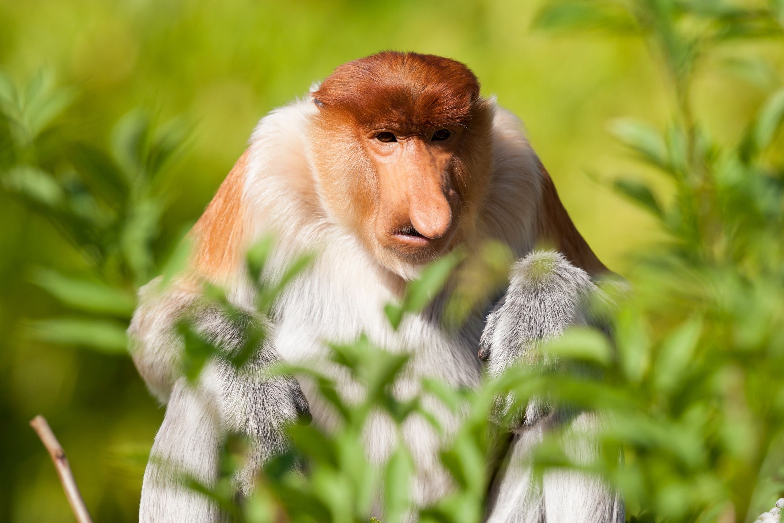 2560x1707 Download Primate Monkey Animal Proboscis Monkey HD Wallpaperx1707