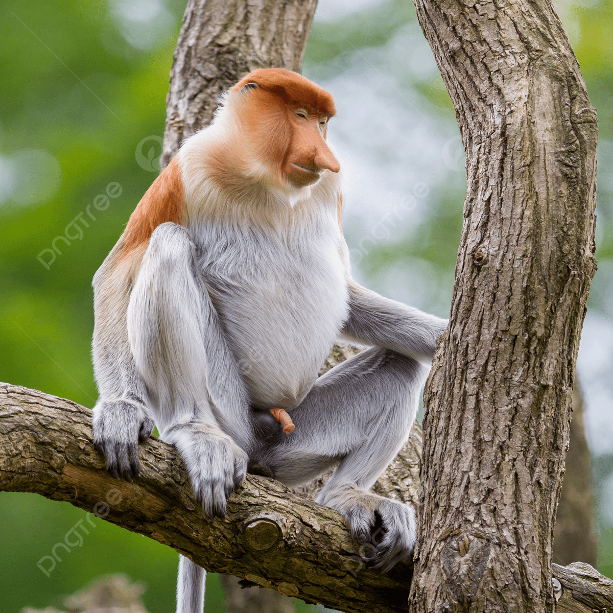 1200x1200 Proboscis Monkey In A Tree Unusual Safari Animal Photo Background And Picture For Free Download