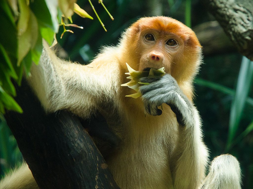 1024x768 Proboscis Monkey