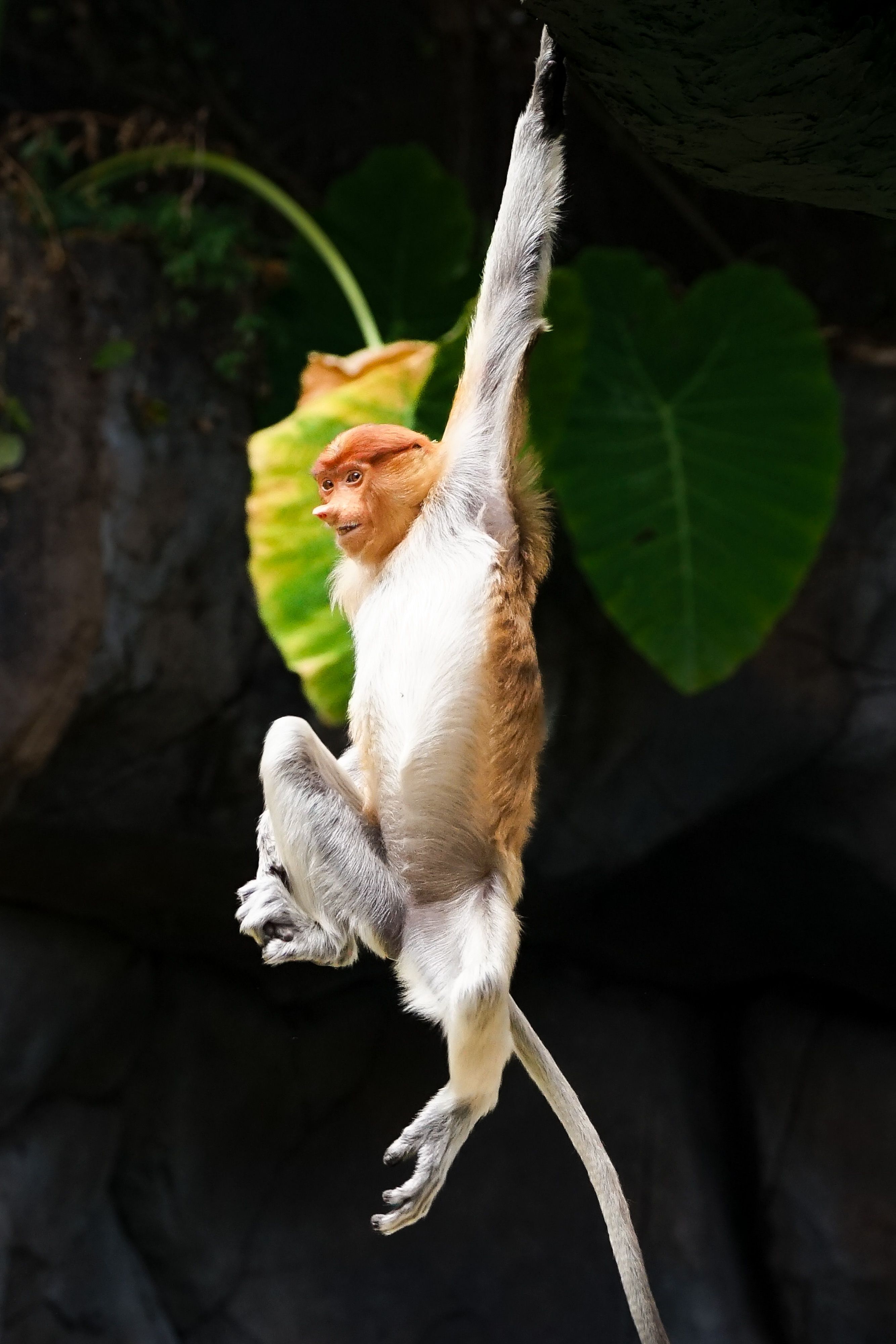 2668x4000 Proboscis Monkey Photo, Download The BEST Free Proboscis Monkey & HD Image