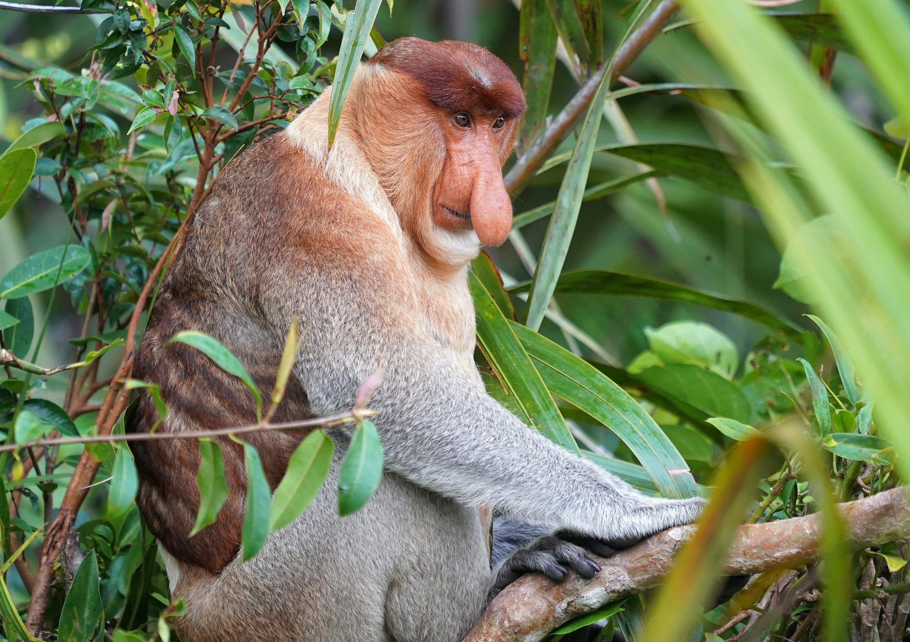 3000x2116 Proboscis Monkey Picture. Download Free Image