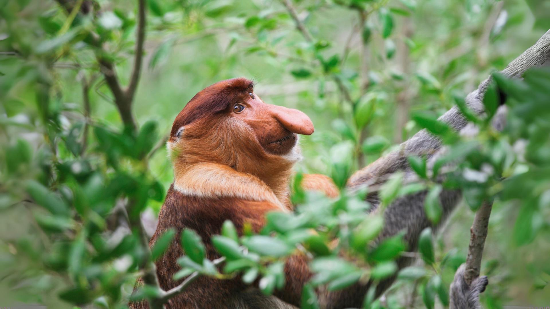 1920x1080 Why the Proboscis monkey has the largest nose of any primate