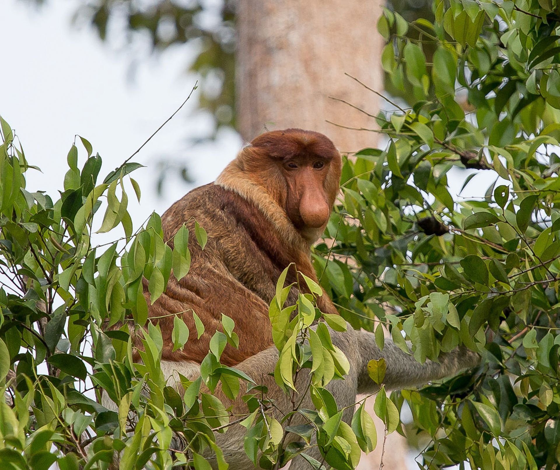 1920x1612 From the lens of a veterinarian: The proboscis monkey