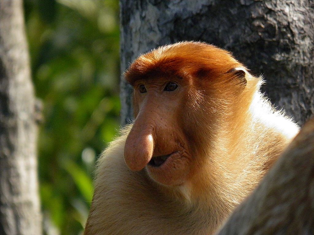 1024x768 proboscis monkey