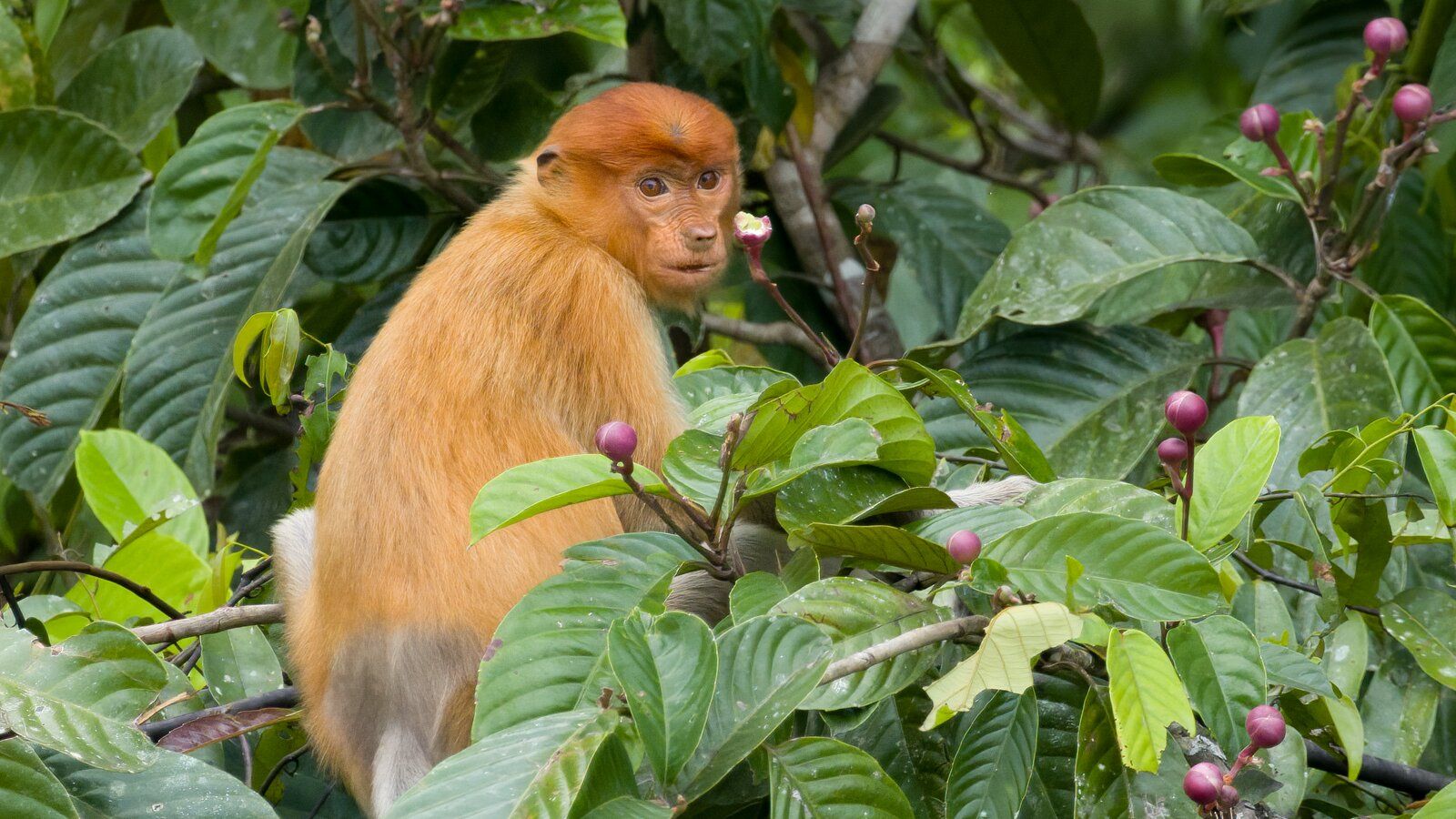 1600x900 Great Apes and Tiny Bears: Chasing Wild Thrills in Borneo