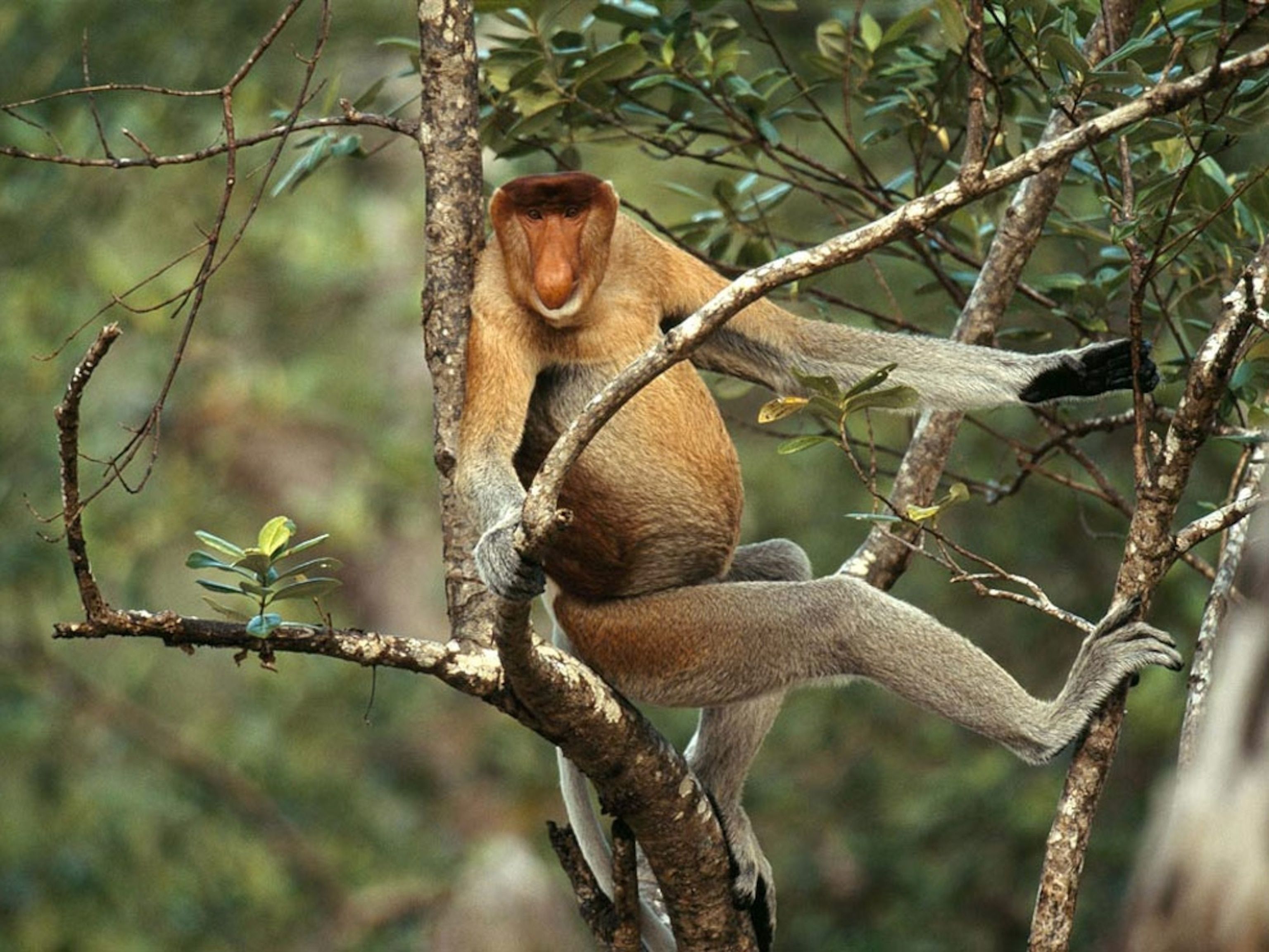 3072x2306 Monkey Picture Wallpaper