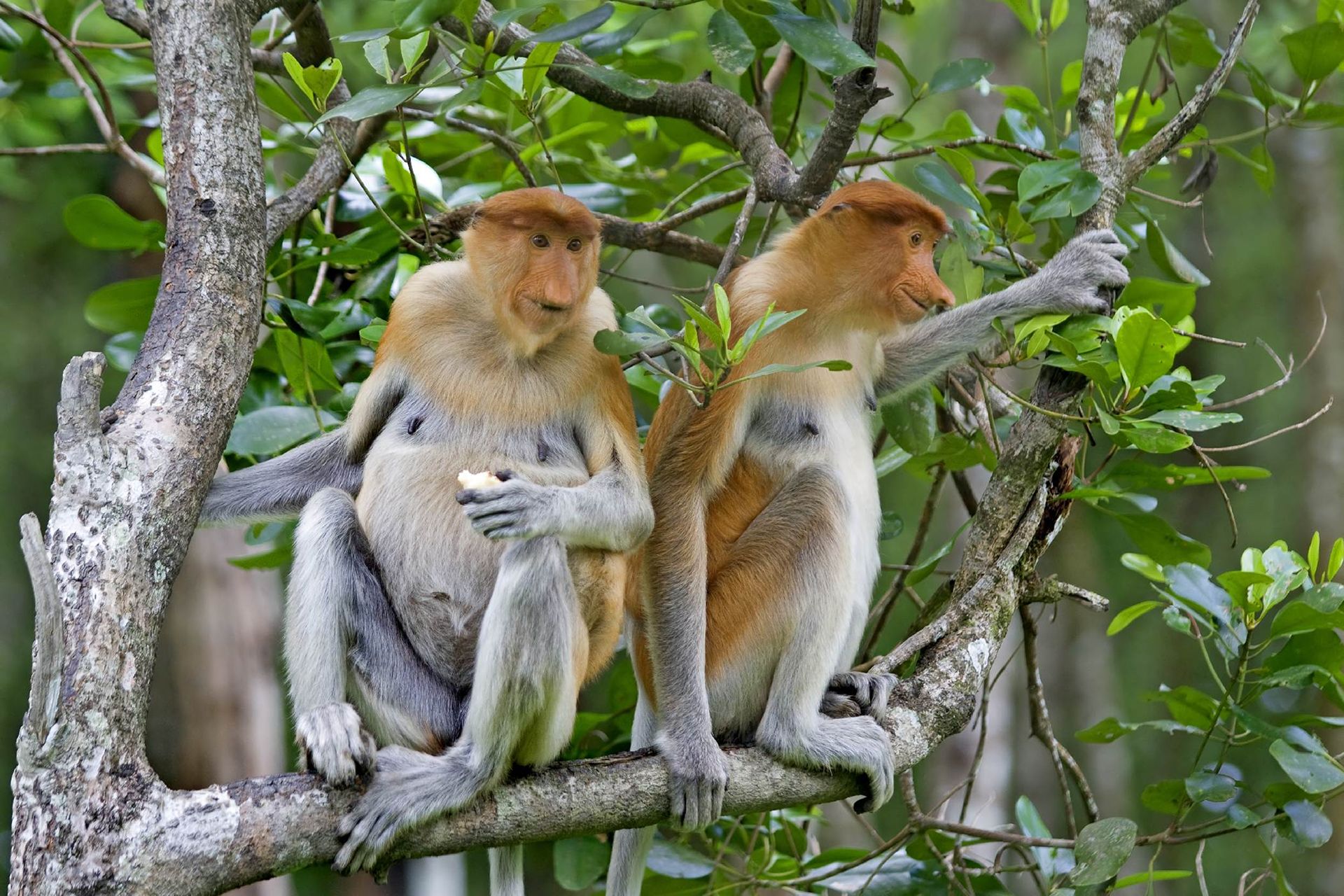 1920x1280 Download Monkey Animal Proboscis Monkey HD Wallpaperx1280