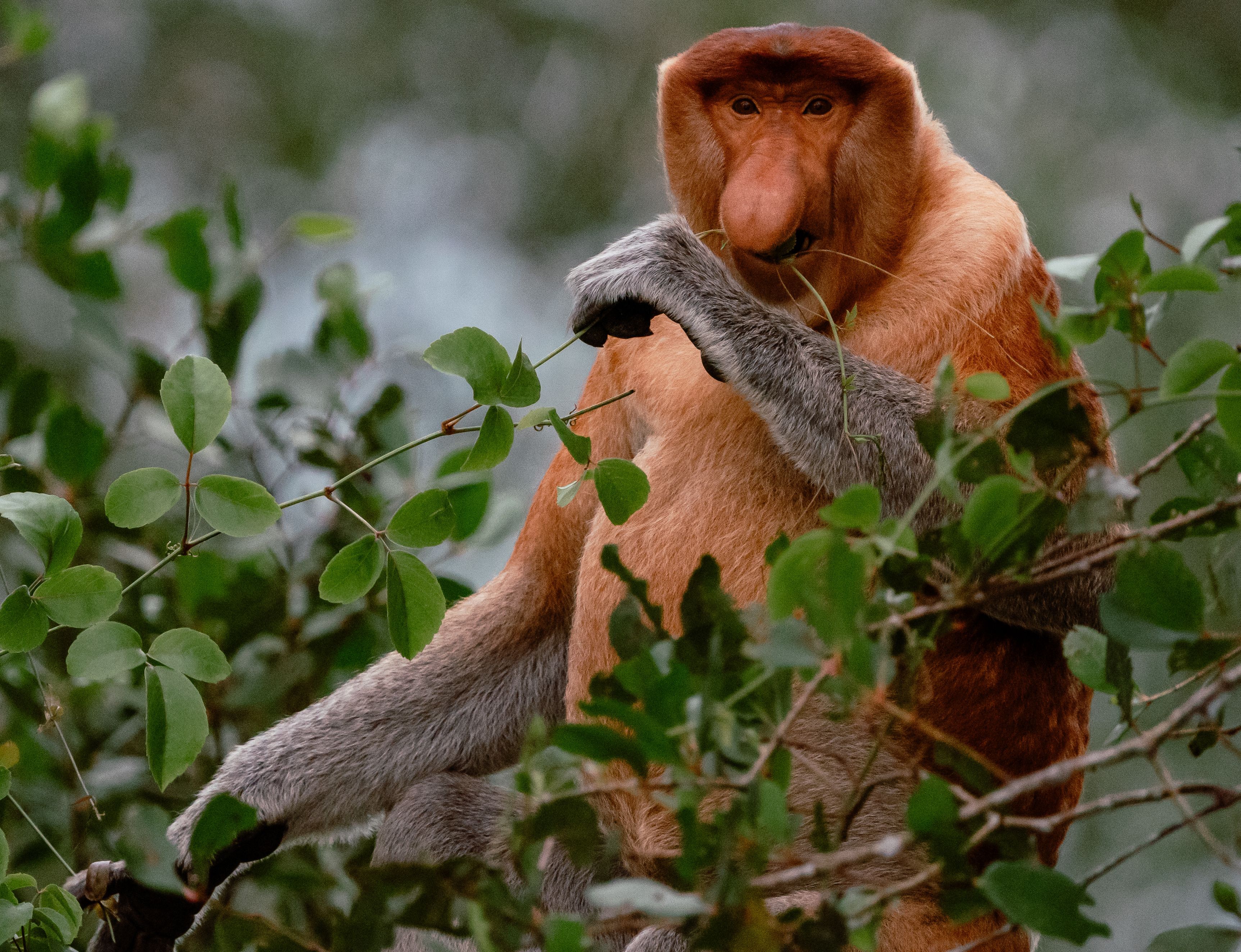 3450x2647 A probosus monkey sits on a branch in the trees · Free