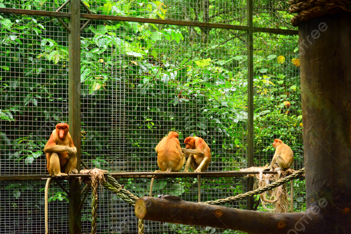 1200x800 Proboscis Monkey At Lok Kawi Wildlife Park Wildlife Borneo Asia Photo Background And Picture For Free Download