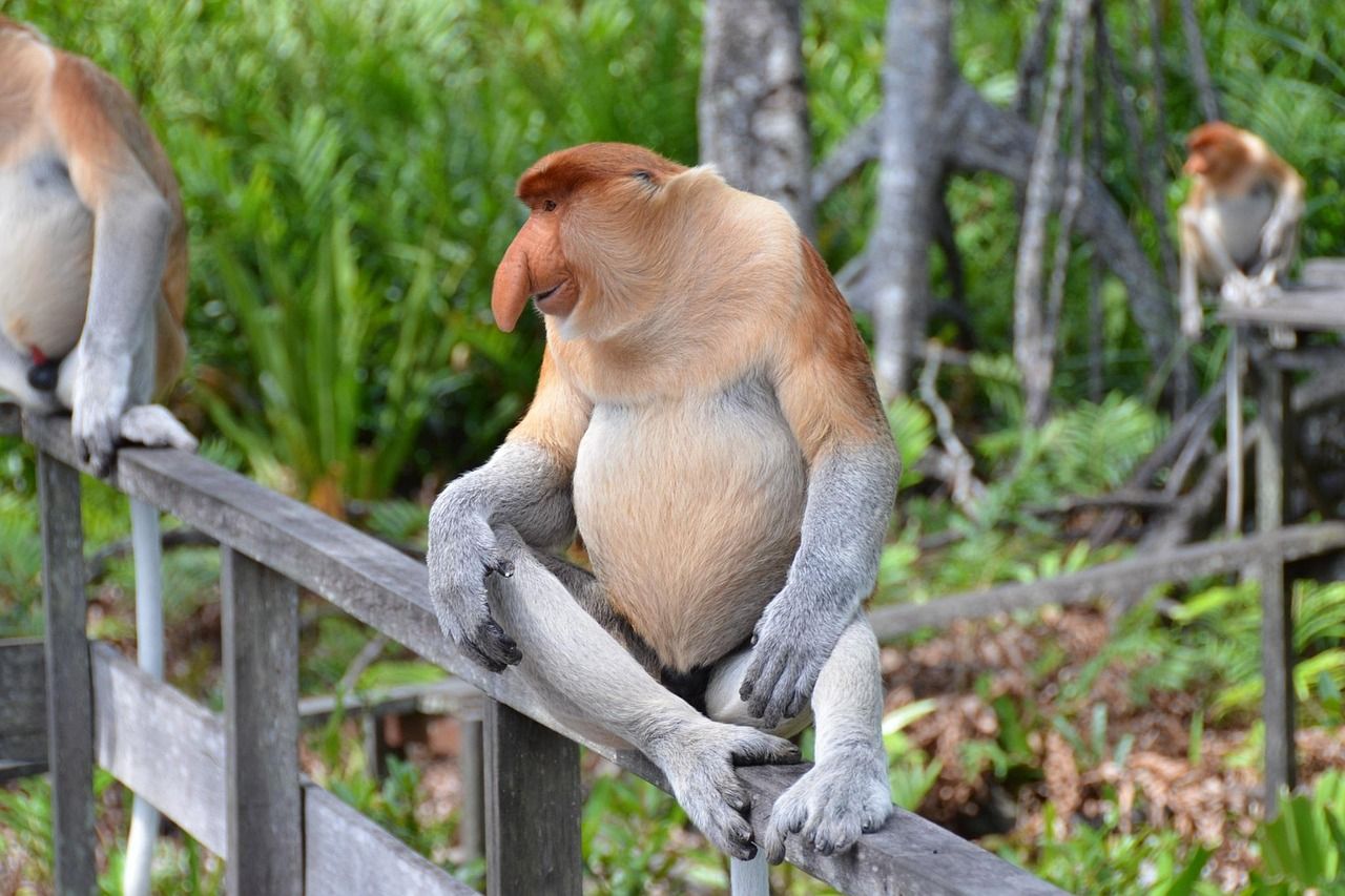 1280x853 Proboscis Monkey Primate