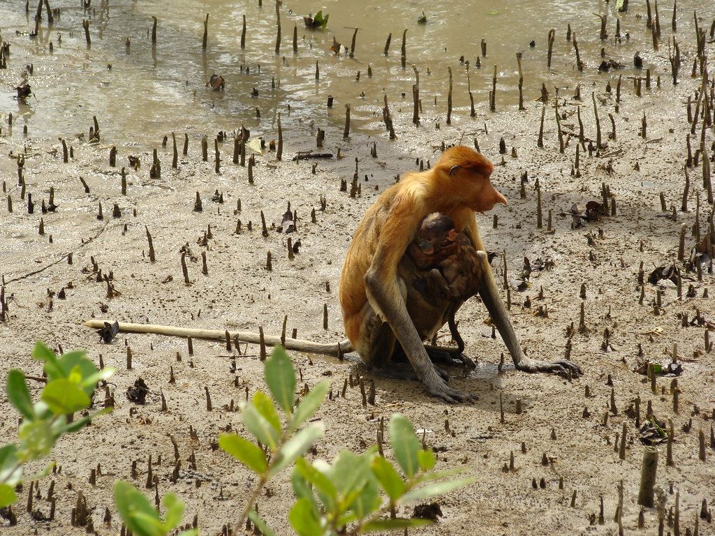 1024x768 proboscis monkey in Bako National Park. ZsuZsanna Kiràly