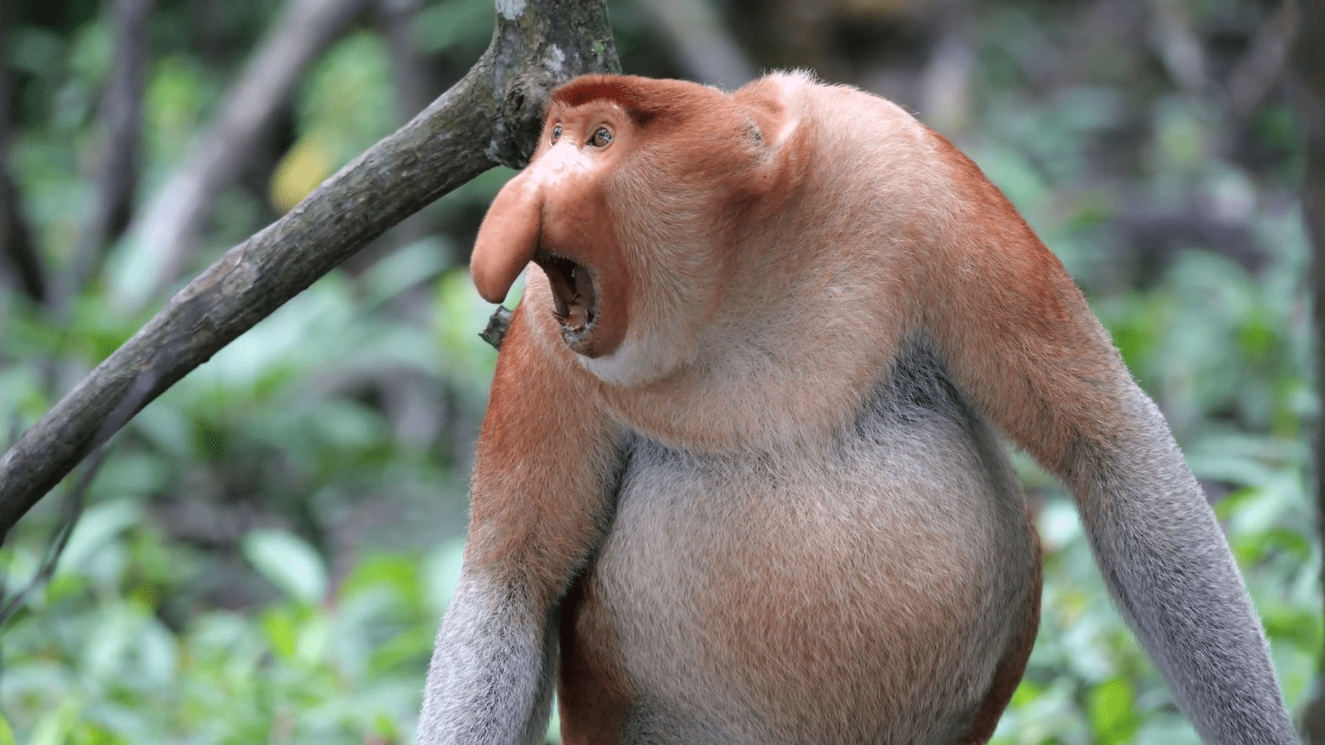 1920x1080 Male proboscis monkey intimidating at mangrove forest. Aggressive Male Proboscis Monkey at nature