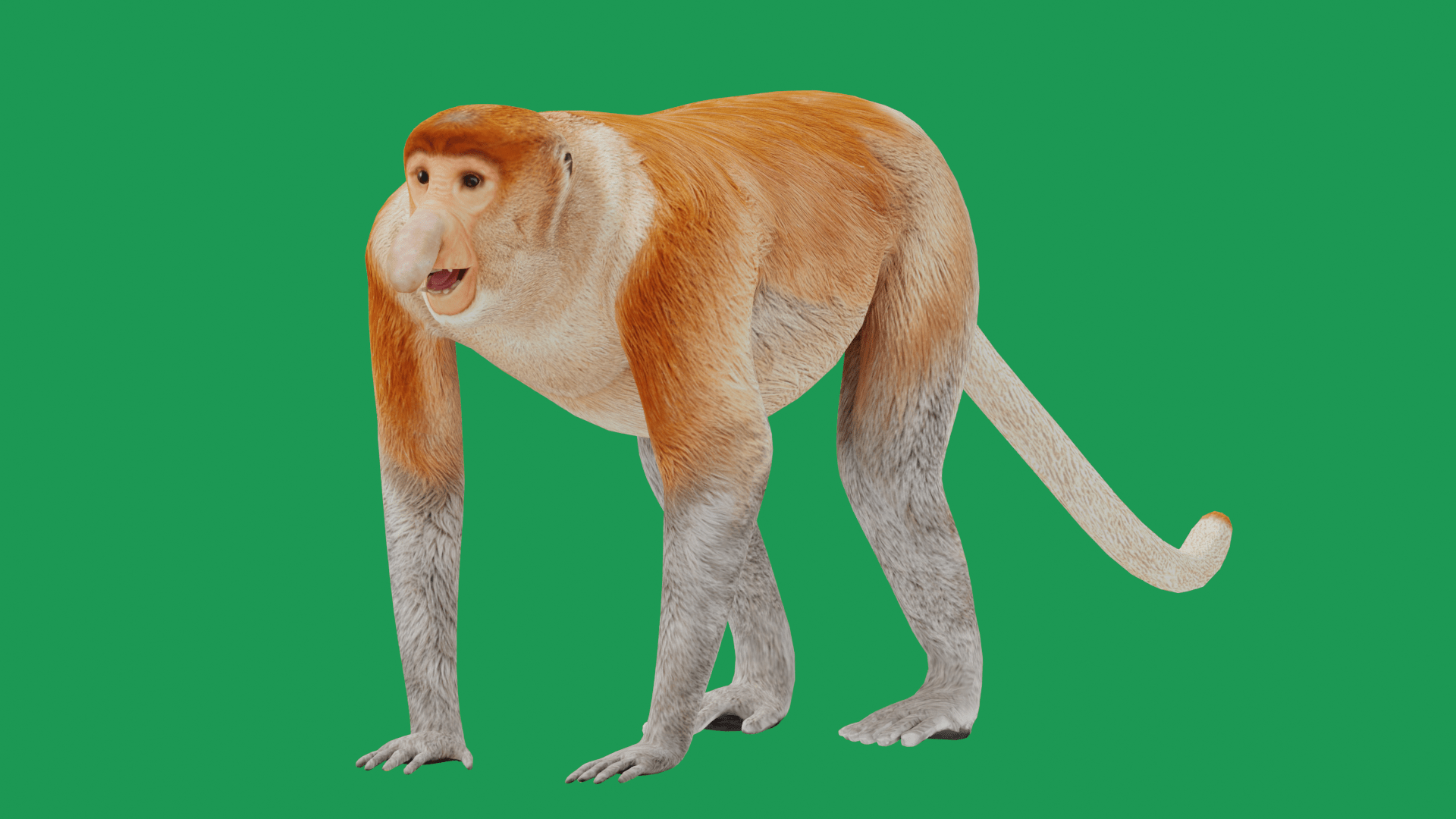 1920x1080 Proboscis Monkey Primate