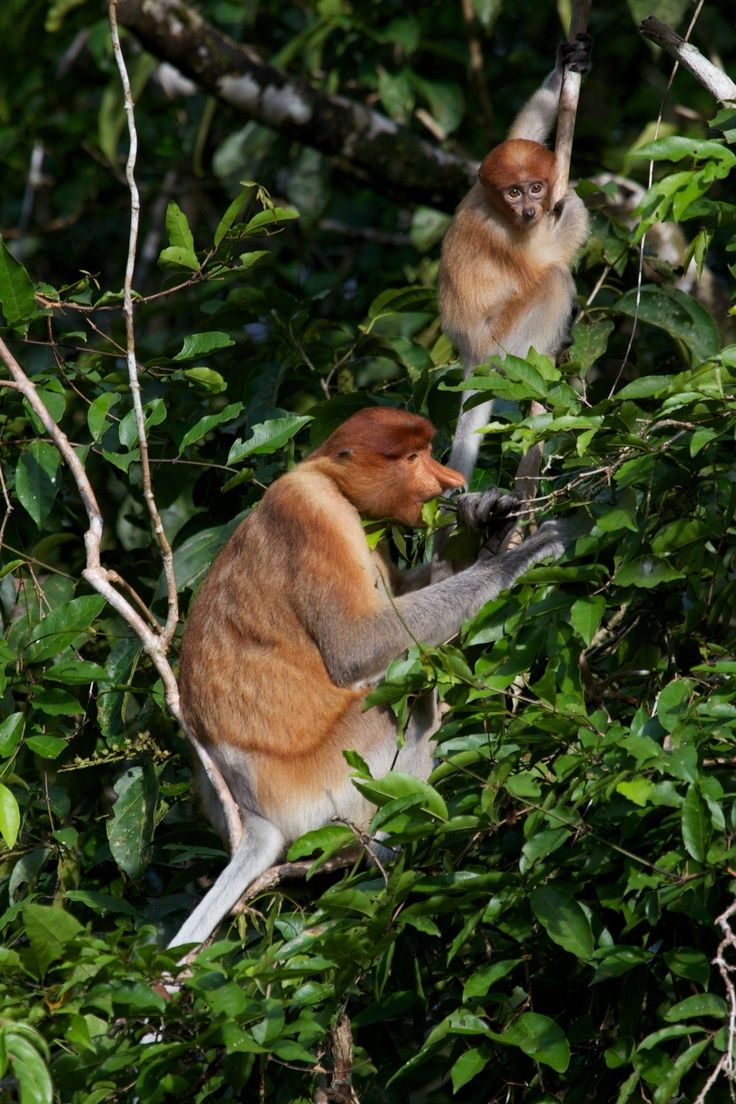 736x1104 Proboscis monkeys posingfor photo by the Kinabatangan River, Borneo /borneo