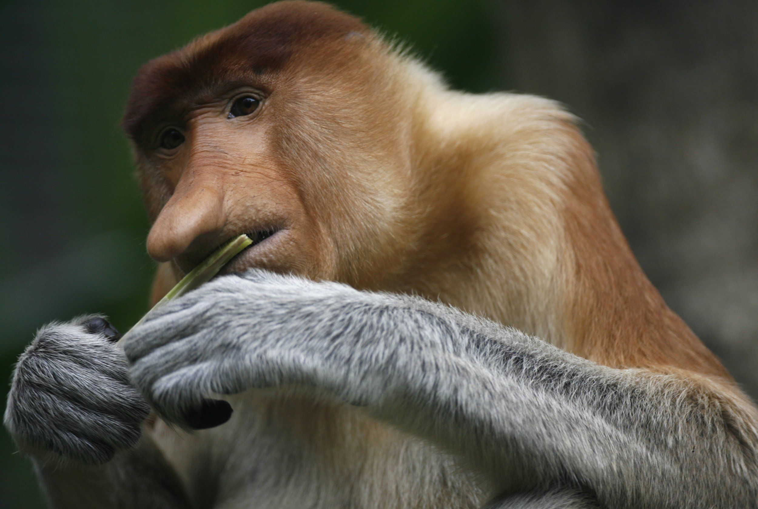 2500x1680 Monkeys With the Biggest Noses Get All the Girls