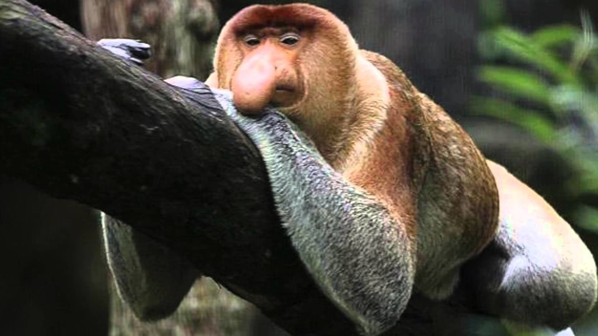 1920x1080 Proboscis Monkey Wallpaper