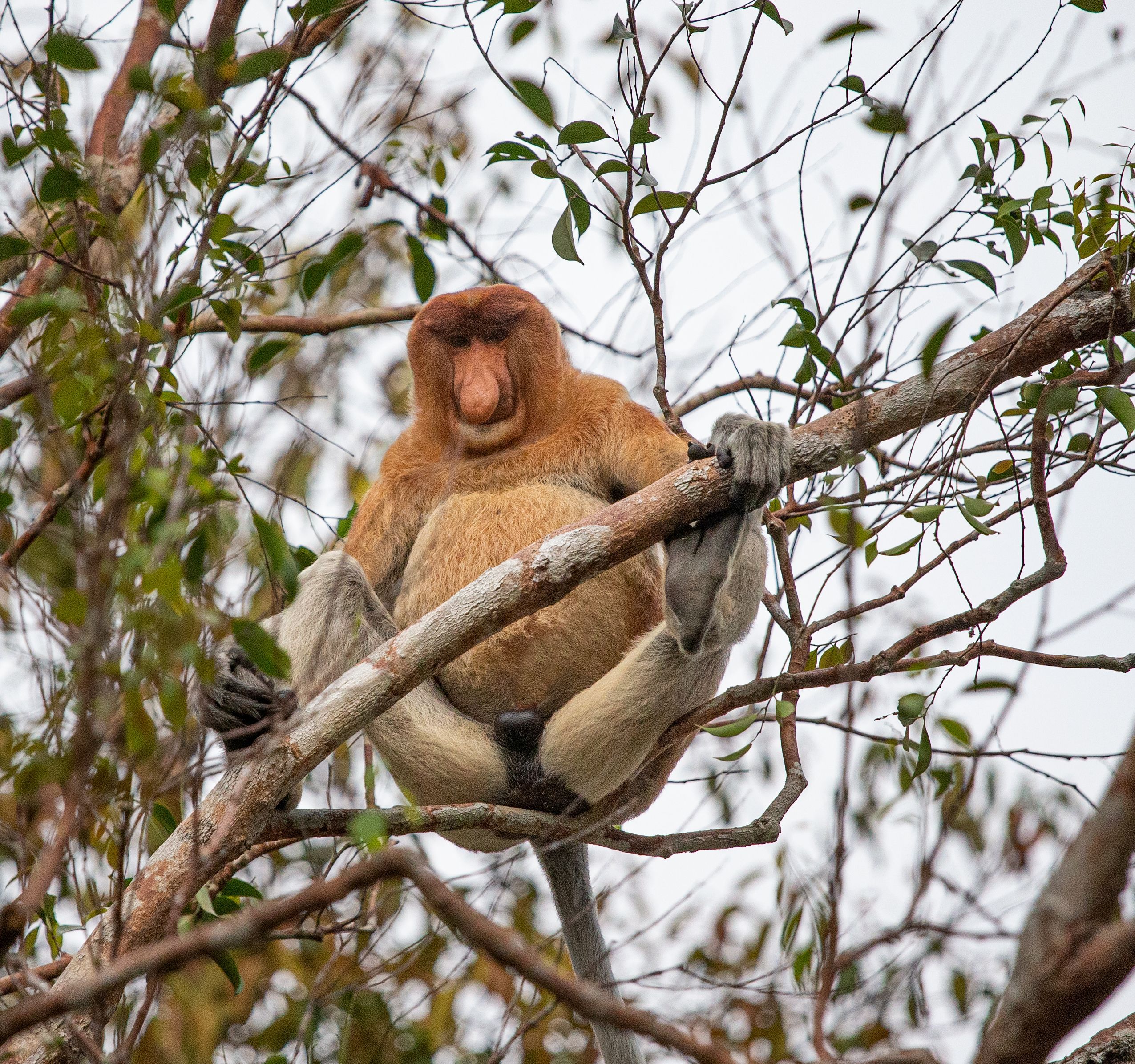 2551x2391 From the lens of a veterinarian: The proboscis monkey