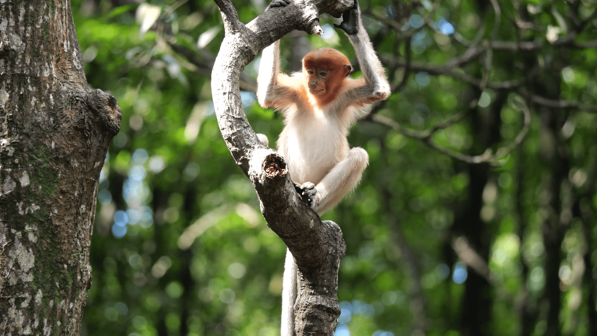 1920x1080 Proboscis Monkey in Borneo rainforest Tarakan