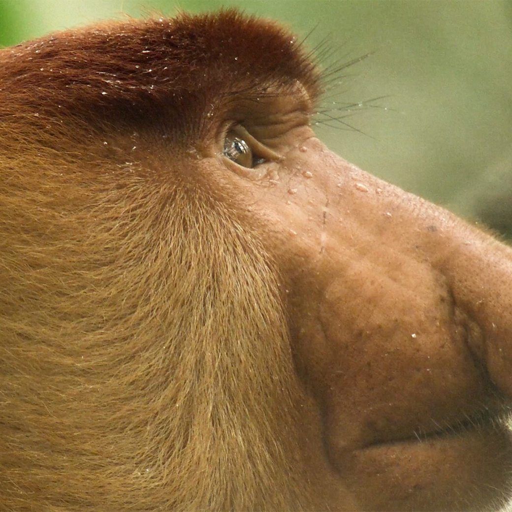 1040x1040 BBC One proboscis monkeys in Borneo