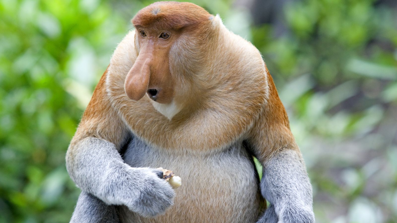 1600x900 Free Proboscis Monkey 4K Wallpaper & Desktop HD Background for PC