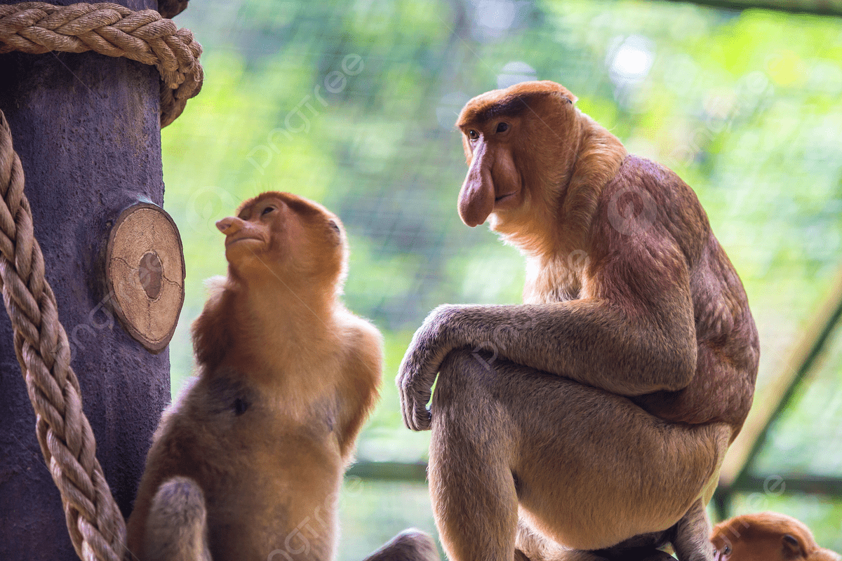 1200x800 Proboscis Monkey In The Zoo Garden Portrait Nose Standing Photo Background And Picture For Free Download