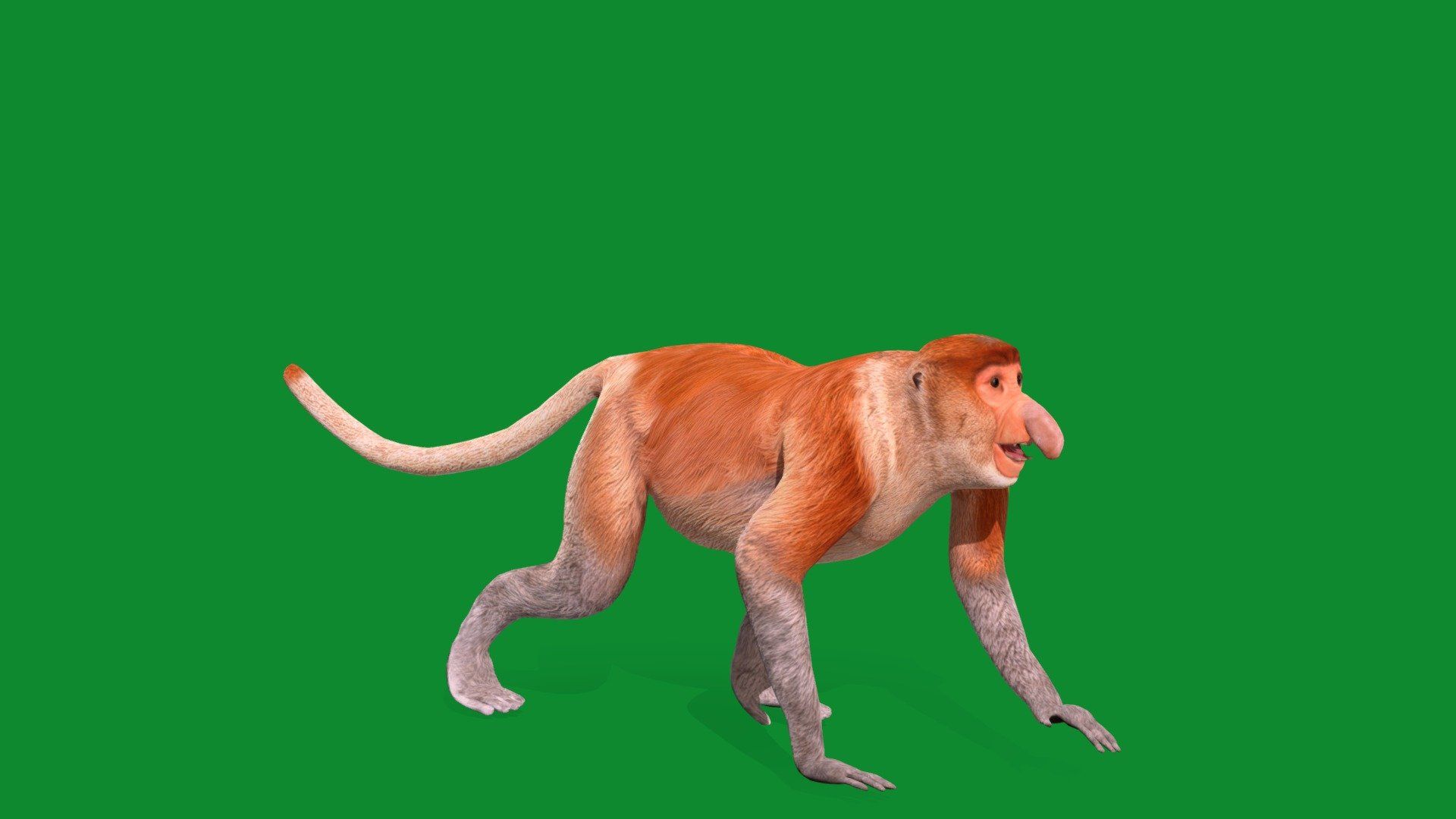 1920x1080 Proboscis Monkey Primate model by Nyilonelycompany [59bacc2]