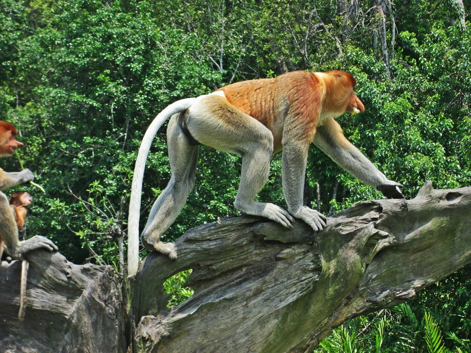 1600x1200 Coffee Understands: Labuk Bay Proboscis Monkey Sanctuary