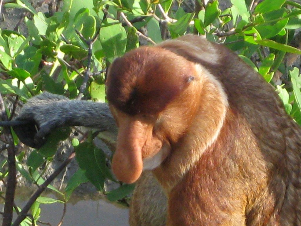 1024x768 Proboscis Monkey. Bako National Park, Borneo
