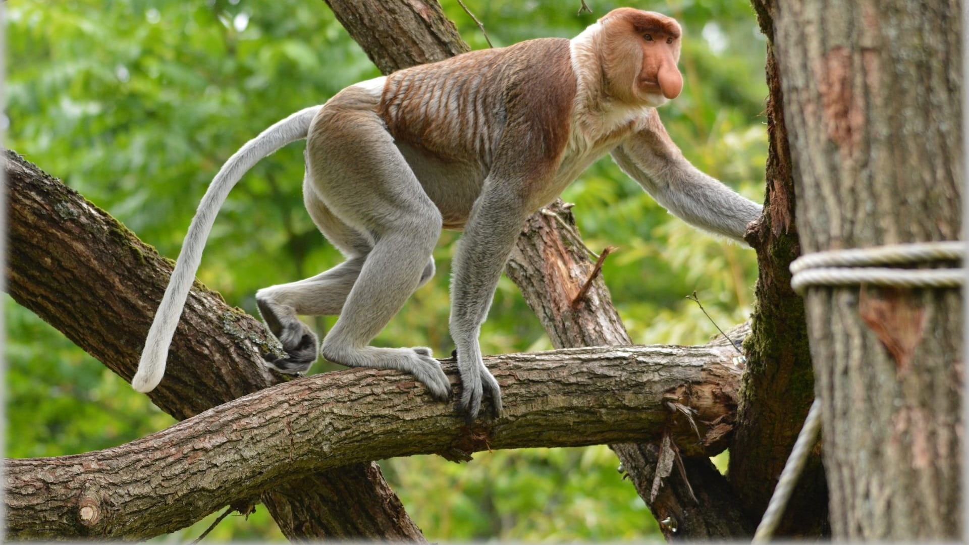 1920x1080 Wallpaper forest, jungle, wild, Exotic, Rare, Species, Proboscis Monkey for mobile and desktop, section животные, resolution 1920x1080