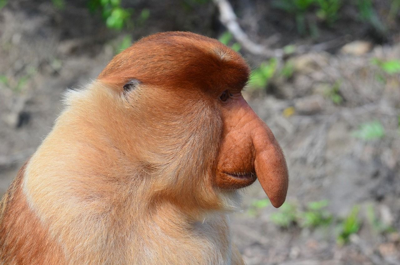 1280x848 Free Proboscis Monkey & Monkey Photo