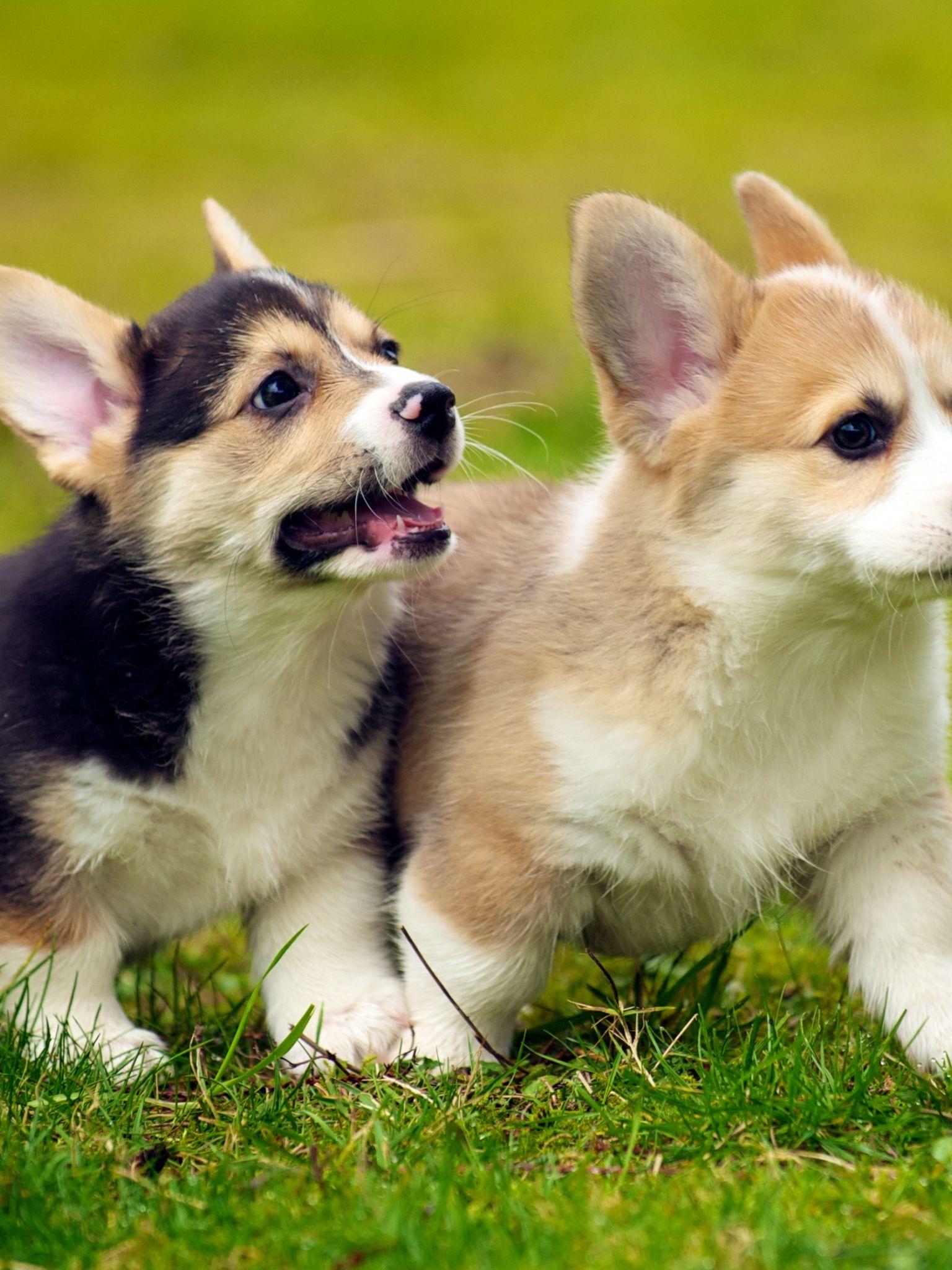 1536x2048 Free download Showing Gallery For Cute Welsh Corgi Puppy Wallpaper