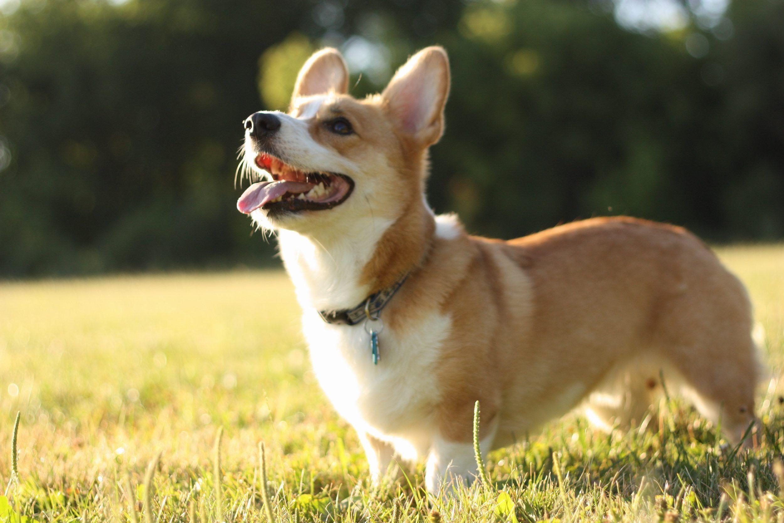 2500x1666 Cute Corgi Computer Wallpaper
