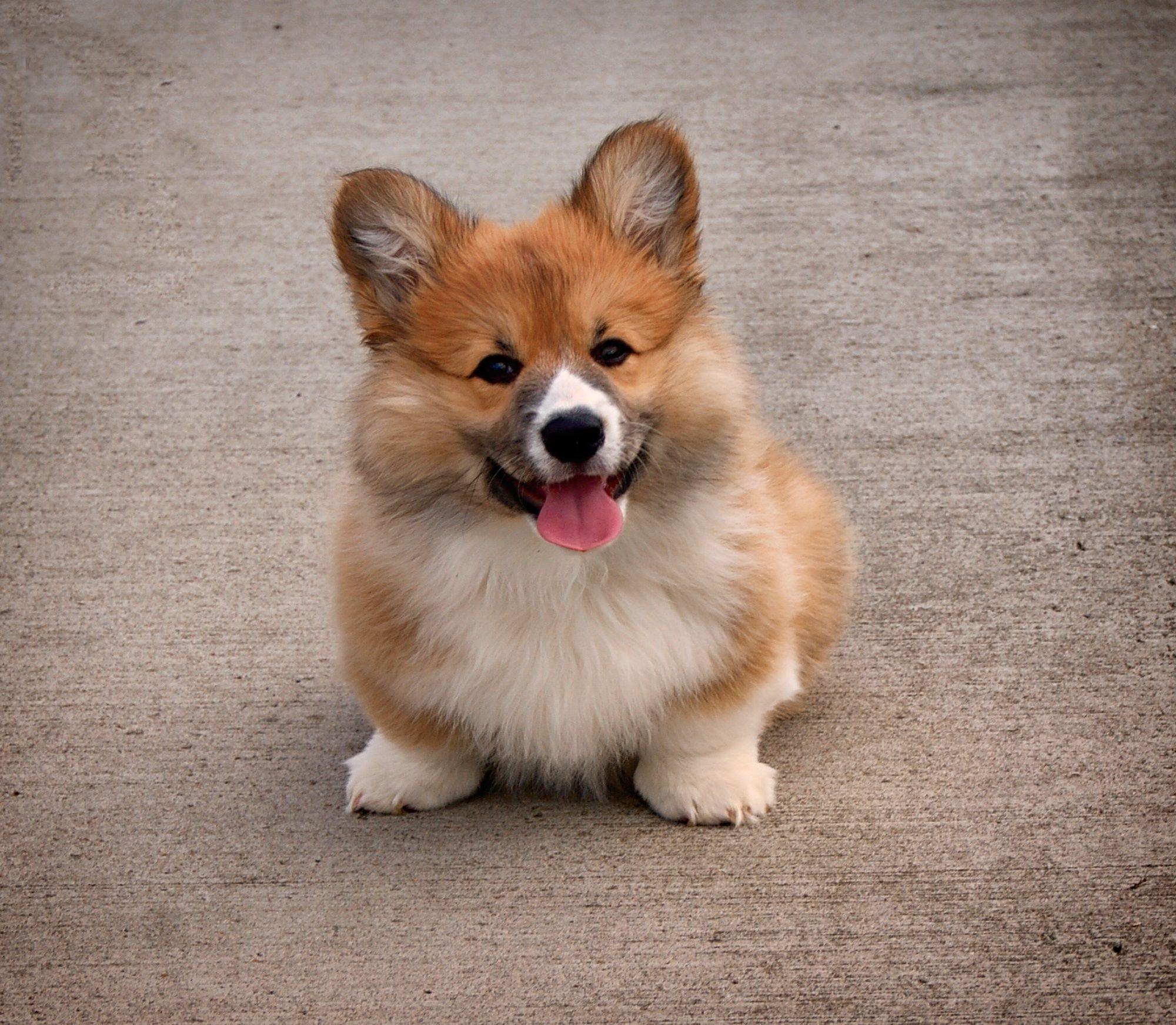 2000x1743 Cute Corgi Puppy HD Wallpaper