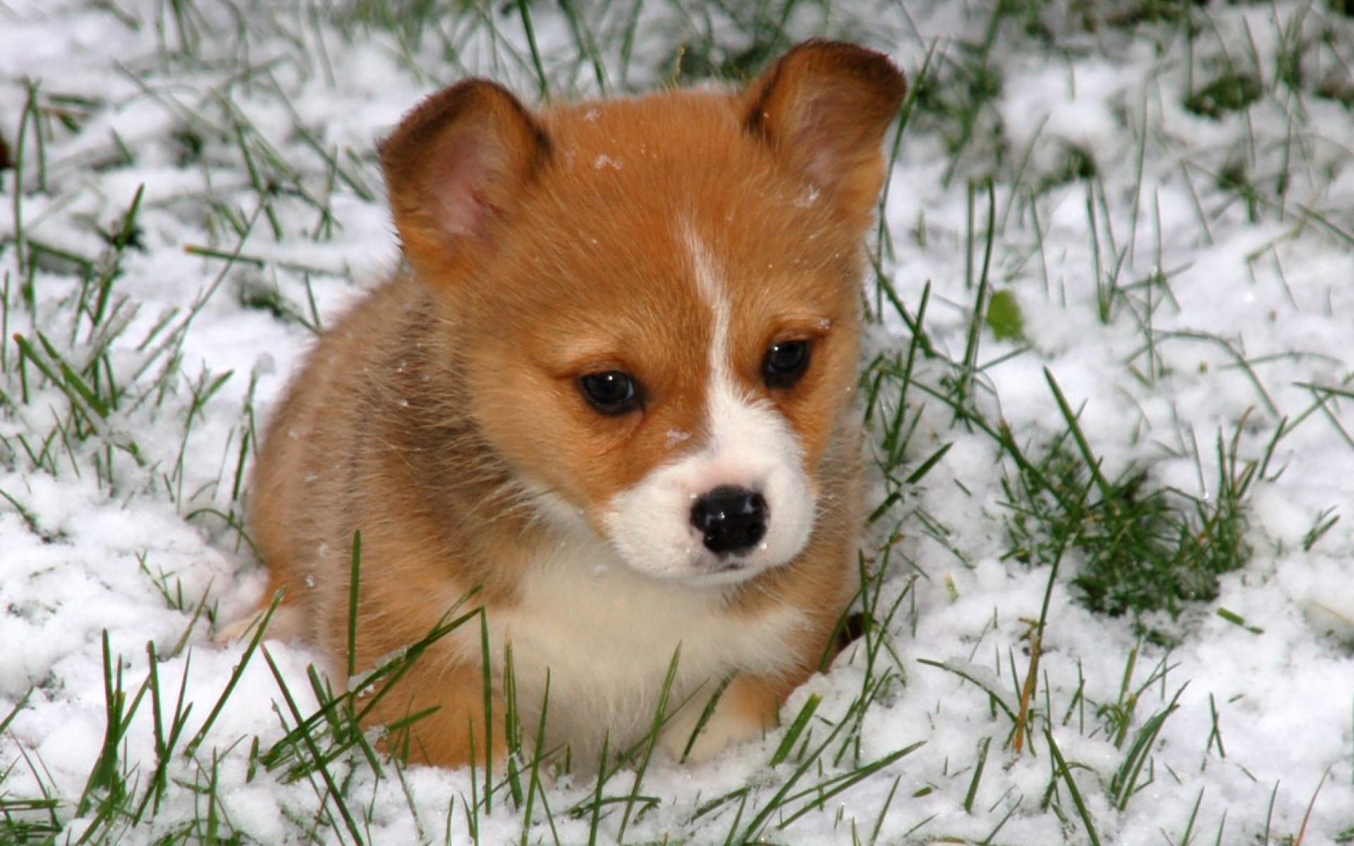 1920x1200 Corgi Desktop Background
