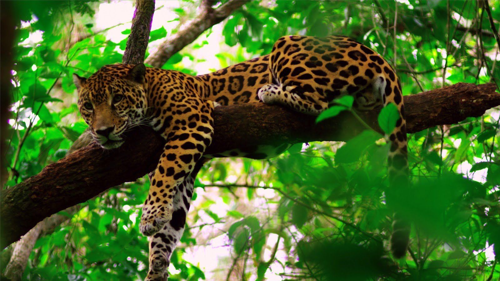 1600x900 Action and Adventure Activities in Guanacaste in Costa Rica Blog
