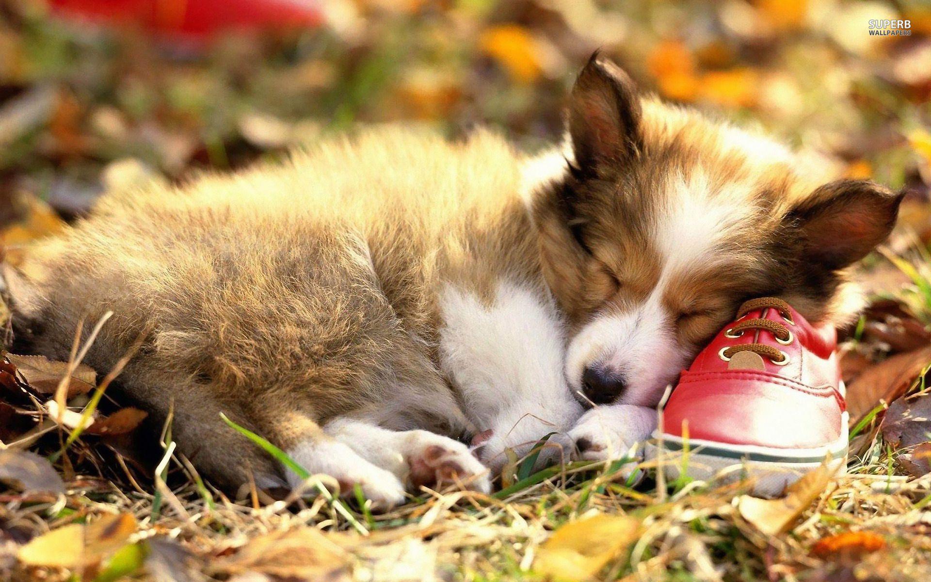 1920x1200 47++ Corgi Wallpaper and Photo In 4K Ultra HD For Download, B