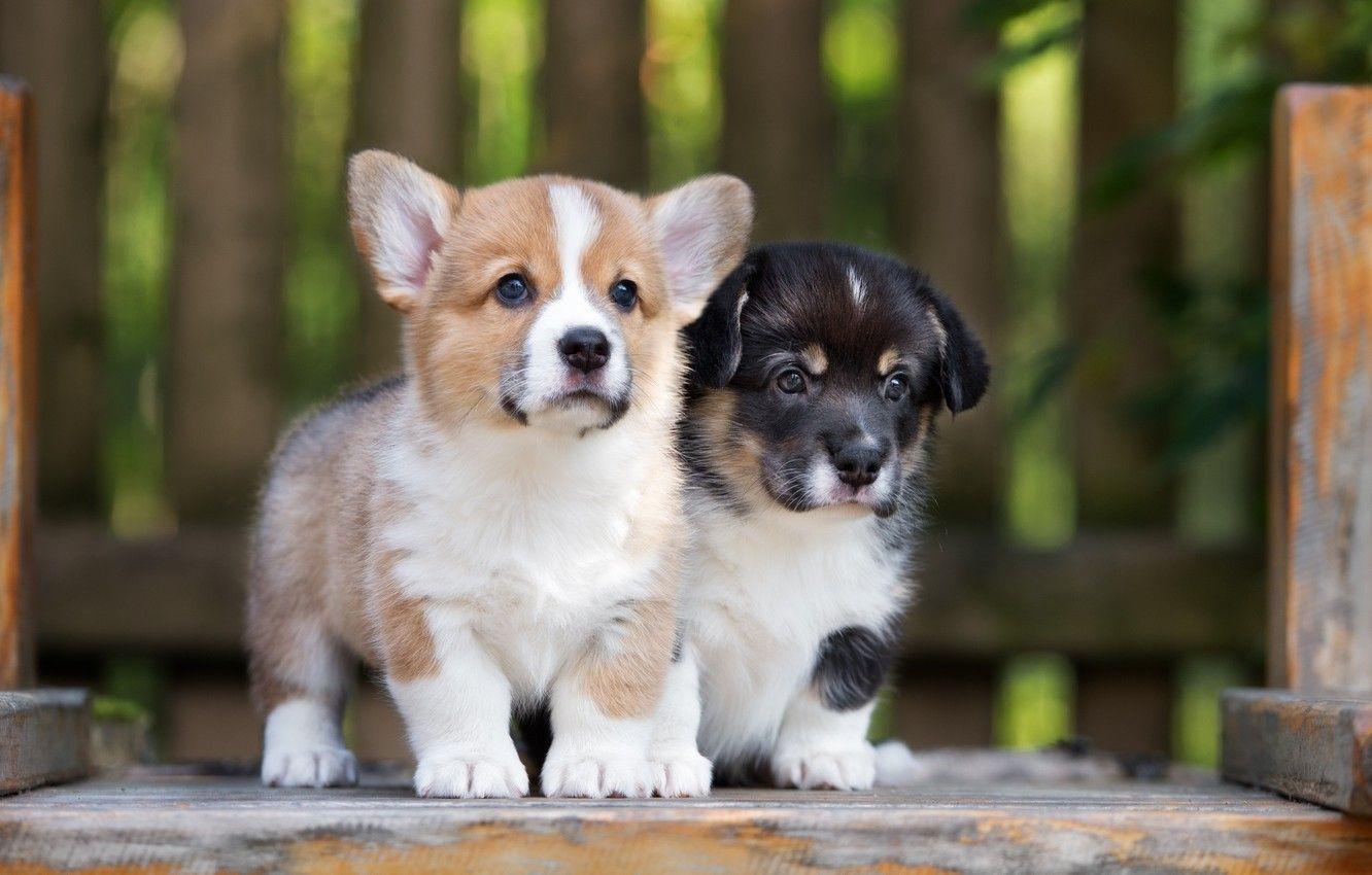 1332x850 Wallpaper puppies, cute, Corgi image for desktop, section собаки